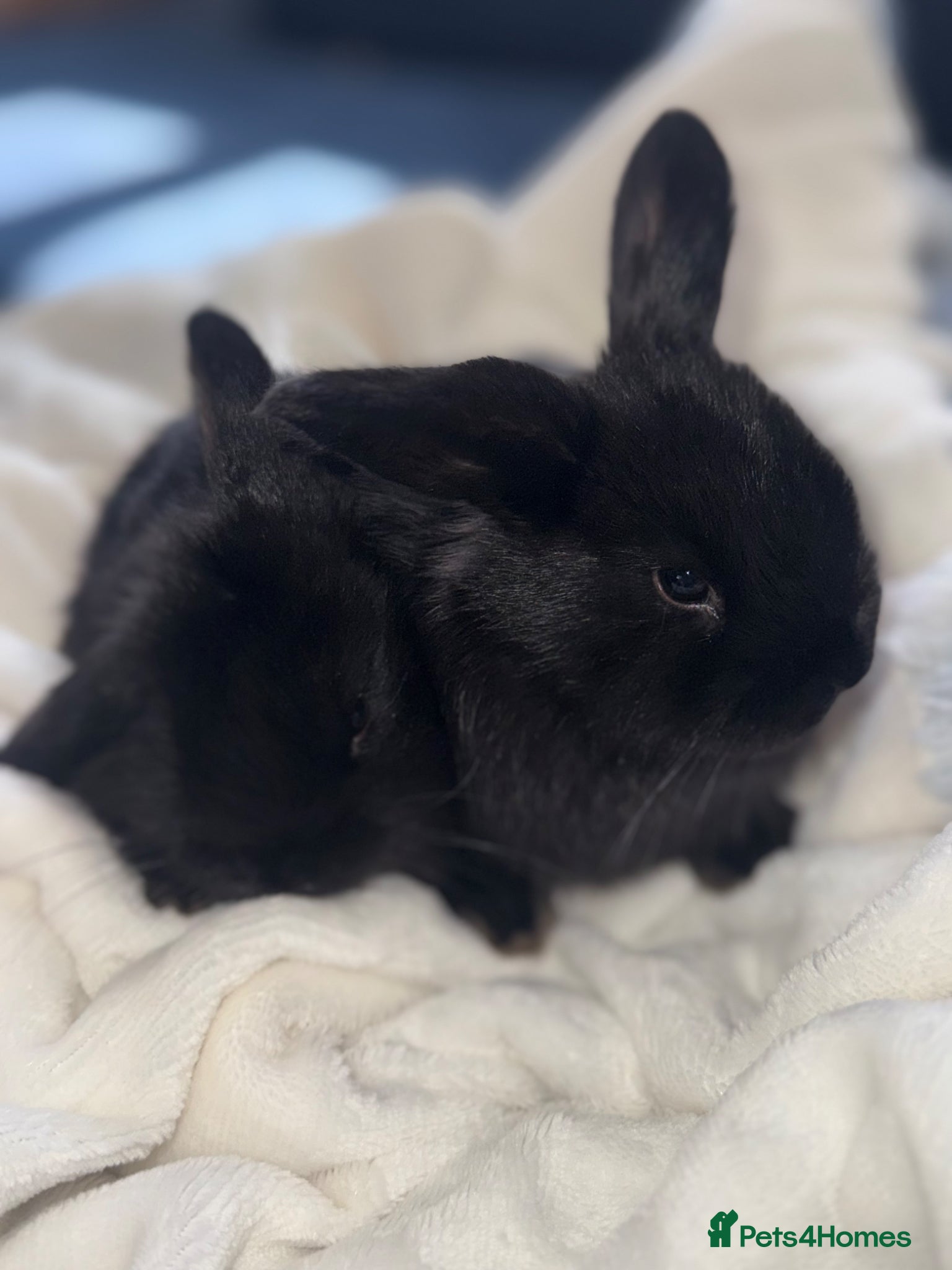 English Lop rabbits Lop ear bunnies  - Advert 1