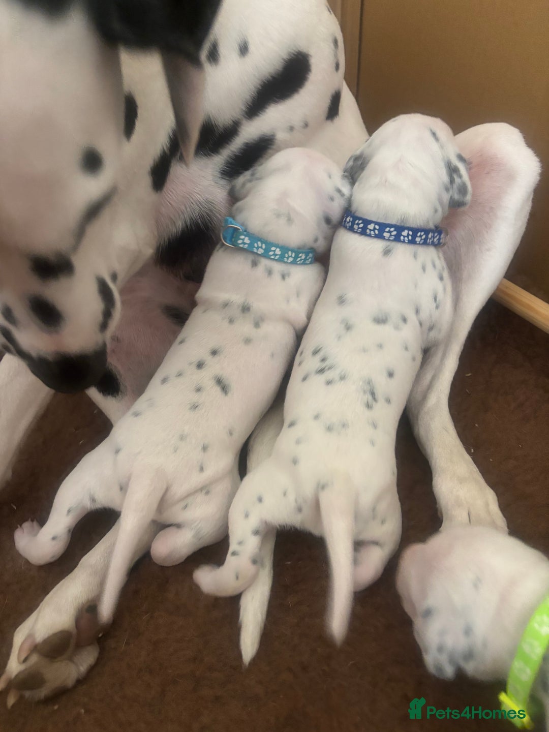 Dalmatian dogs for sale: 6 Beautiful Chunky Dalmatians born 27/5/25 in Stafford - Image 18