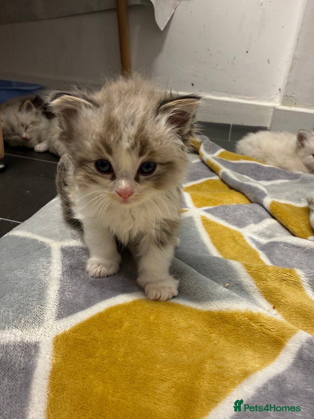 Ragdoll cats for sale: 4 Male Ragdoll Kittens  - Advert 20