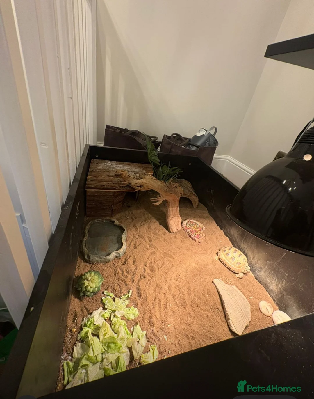 Tortoise reptiles for sale: Horsefield Tortoise in York - Advert 1