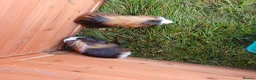Guinea Pig rodents for sale: Baby boy guinea pigs needing homes - Advert 7