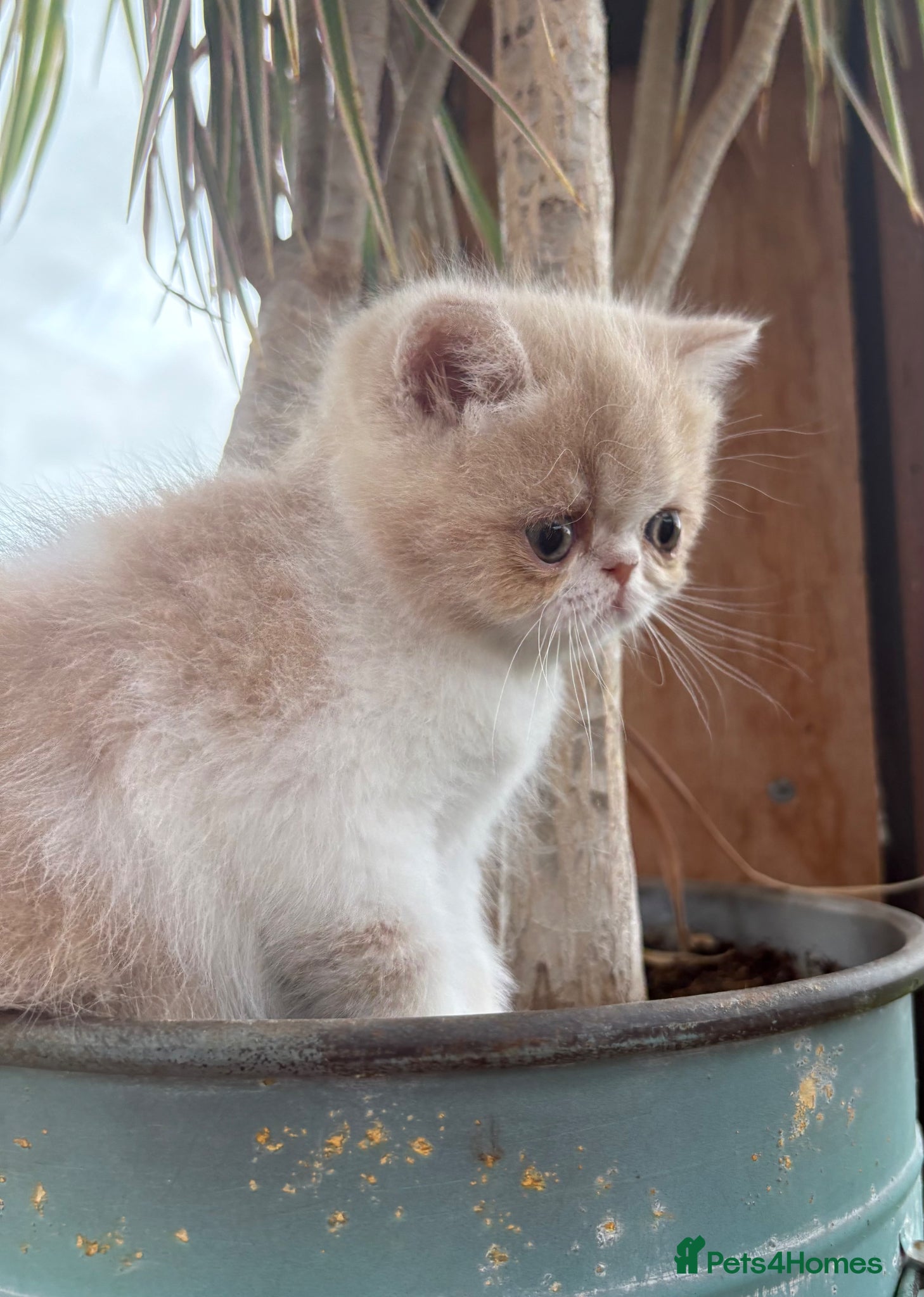 Exotic cats for sale: Exotic kittens two female  - Advert 11