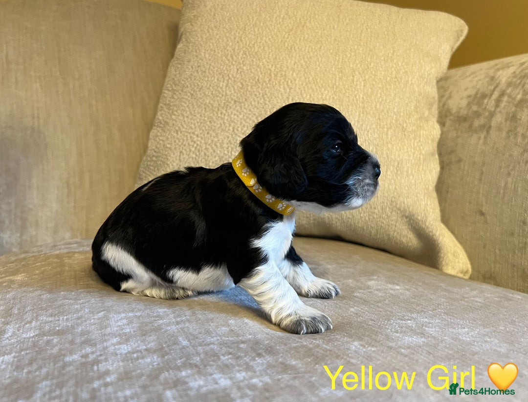 Cocker Spaniel dogs for sale: Show Cocker Spaniel Puppies For Sale - Image 1