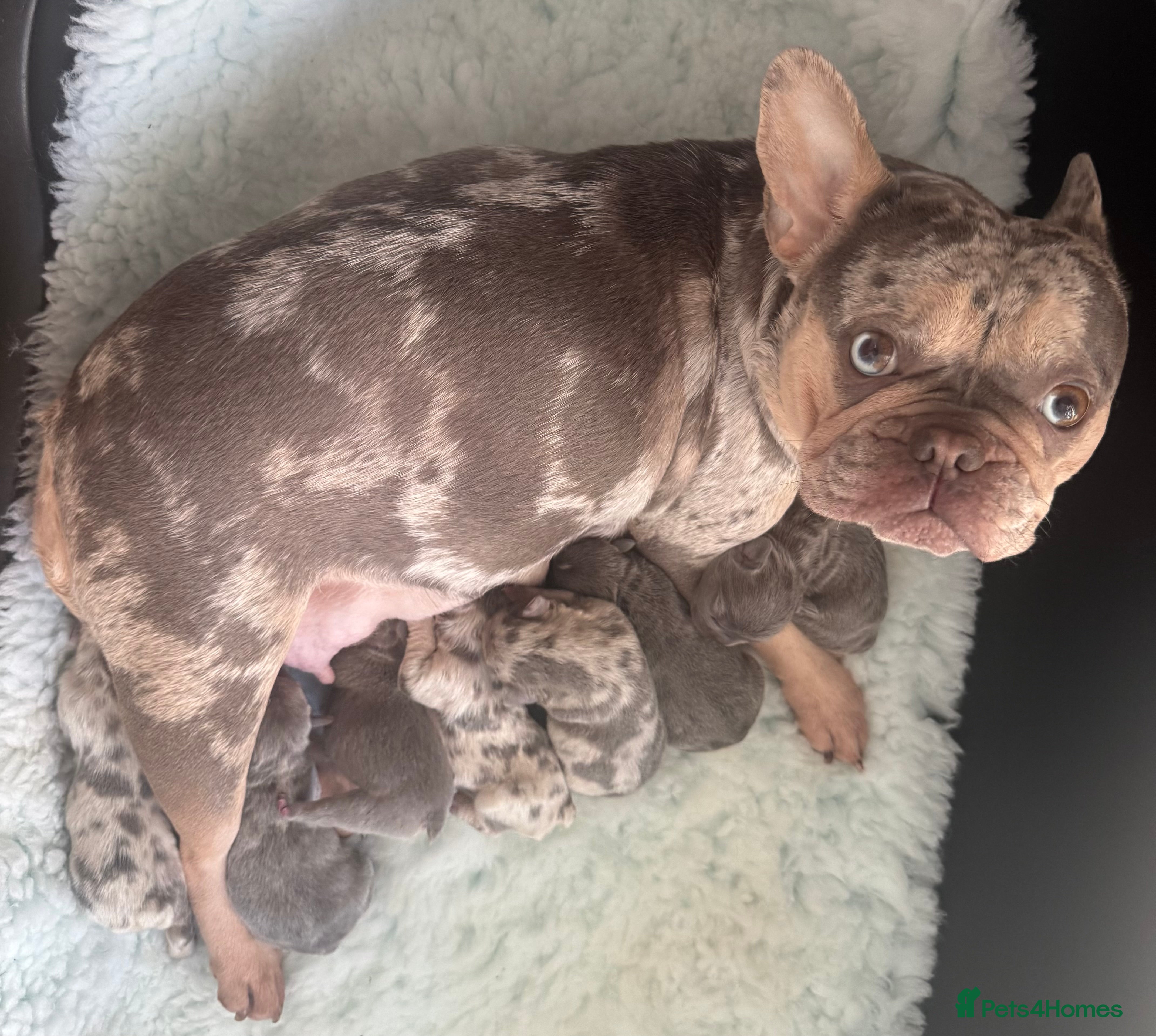 French Bulldog dogs Out standing french bulldogs merles carry fluffy - Advert 1