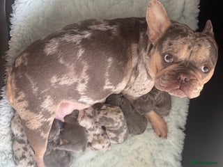 French Bulldog dogs Out standing french bulldogs merles carry fluffy - Advert 1