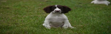 English Springer Spaniel 3