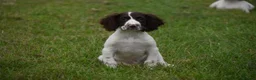 English Springer Spaniel dogs for sale: Working English springer spaniels  - Advert 7
