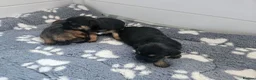 Border Terrier dogs for sale: Border terrier puppies  in Houghton le Spring - Advert 6