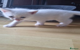 Mixed Breed cats for sale: Kittens for sale - Image 5