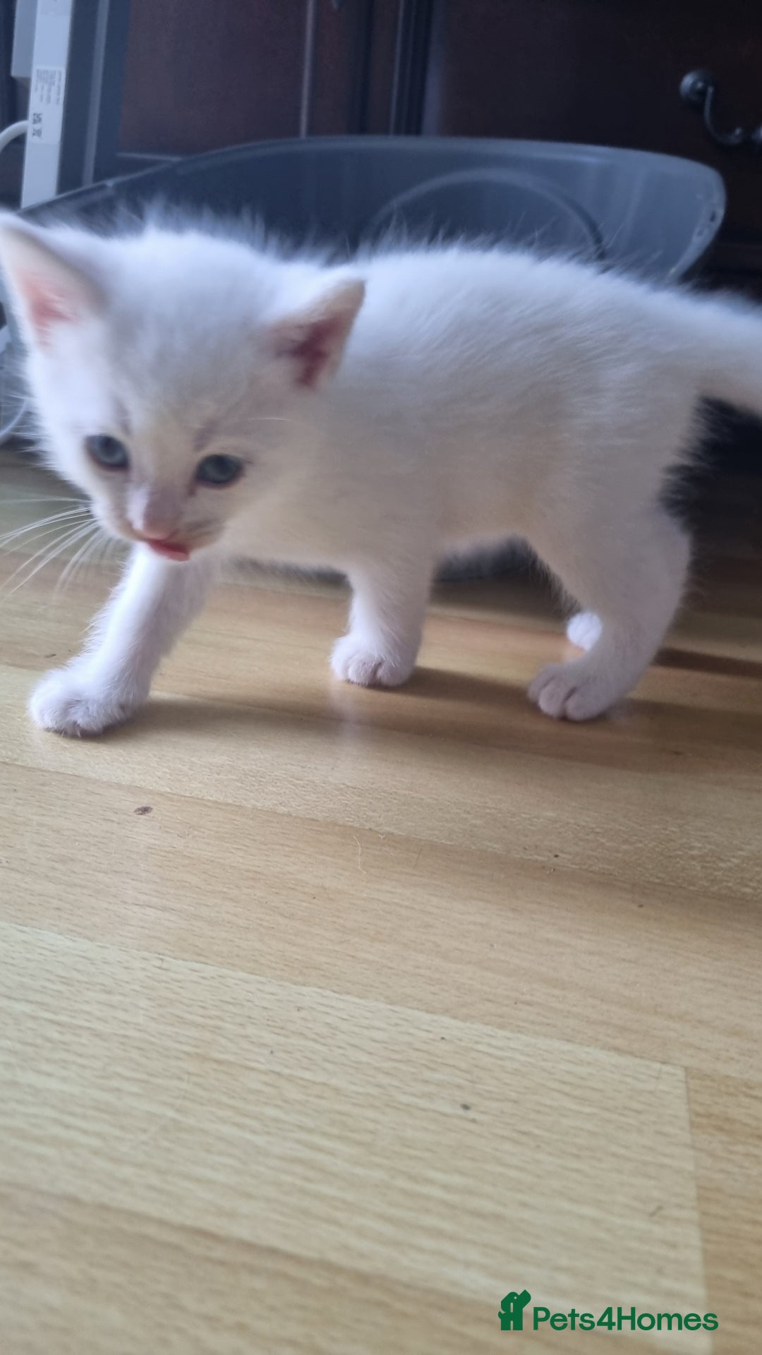 Mixed Breed cats for sale: Kittens for sale - Image 5