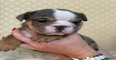 English Bulldog dogs - Advert 16