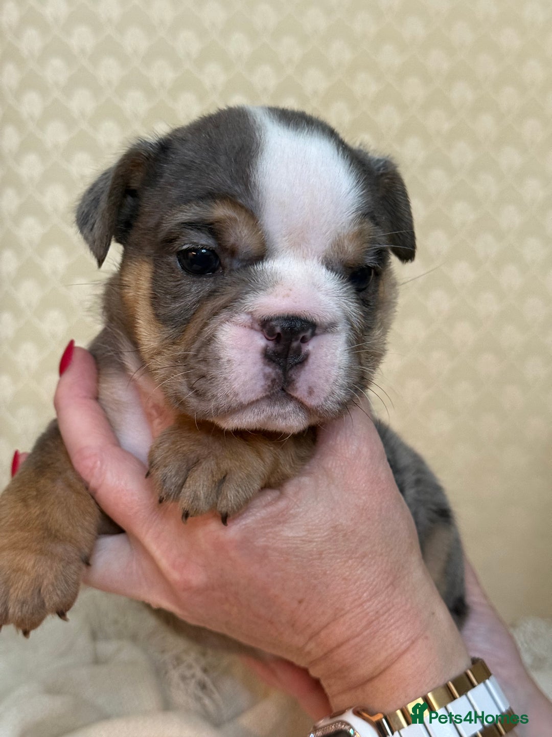 English Bulldog dogs for sale: English Bulldog - Image 2