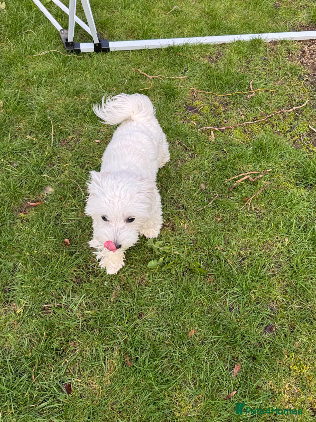 Maltese dogs for sale: Maltese Girl Ready for Loving Home - Advert 2