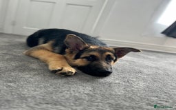 German Shepherd dogs for sale: Jack  - Image 4