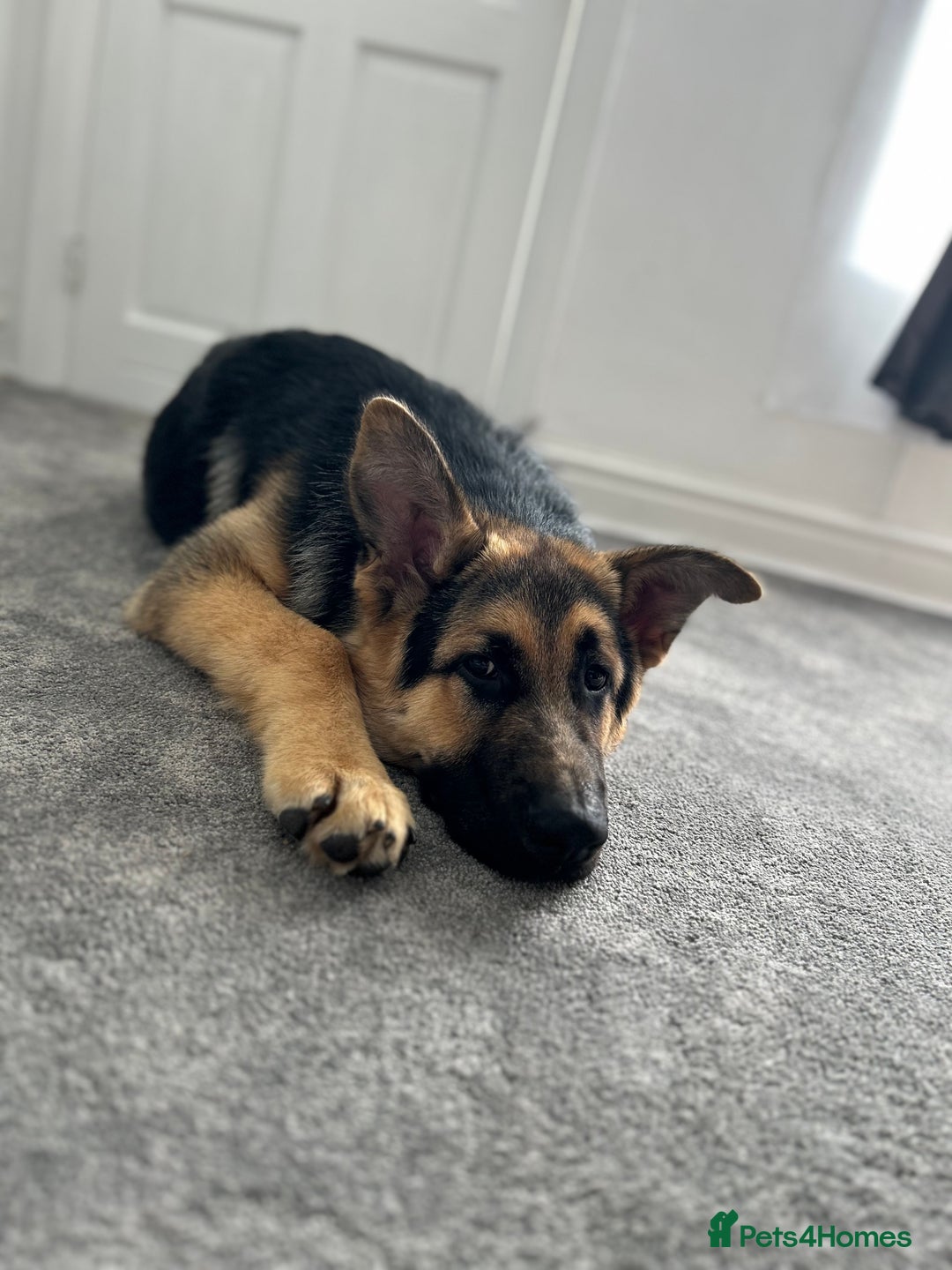 German Shepherd dogs for sale: Jack  - Image 4