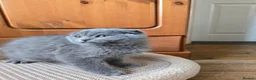 Scottish Fold cats for sale: Kittens scottish fold blue color - Advert 14