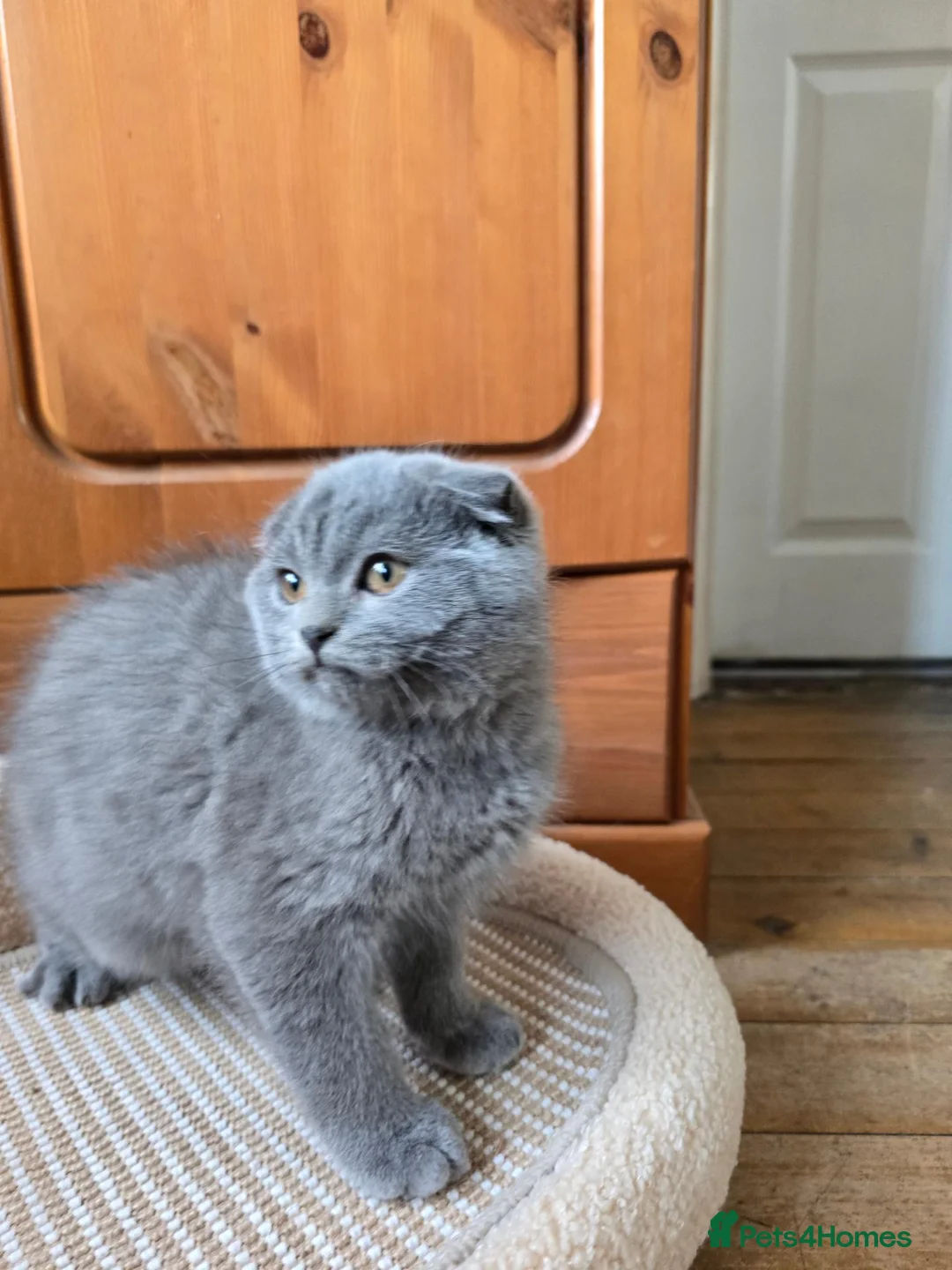 Scottish Fold cats for sale: Kittens scottish fold blue color - Advert 14