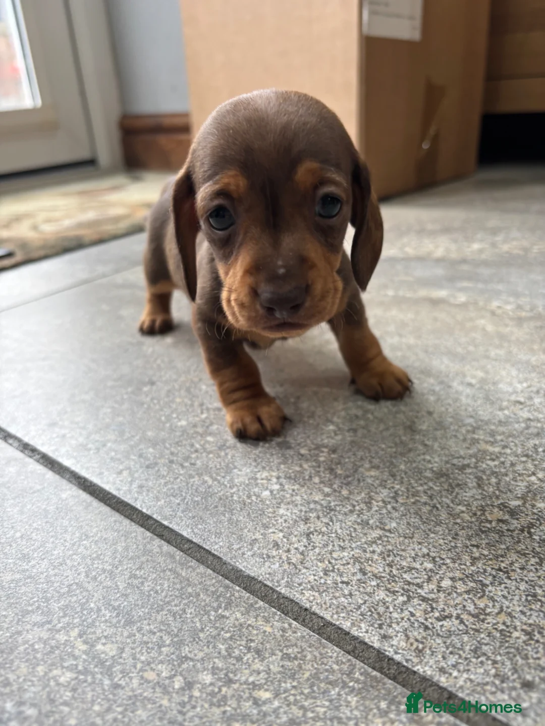Miniature Dachshund dogs for sale: Chocolate and tan male puppy  in Welshpool - Advert 2