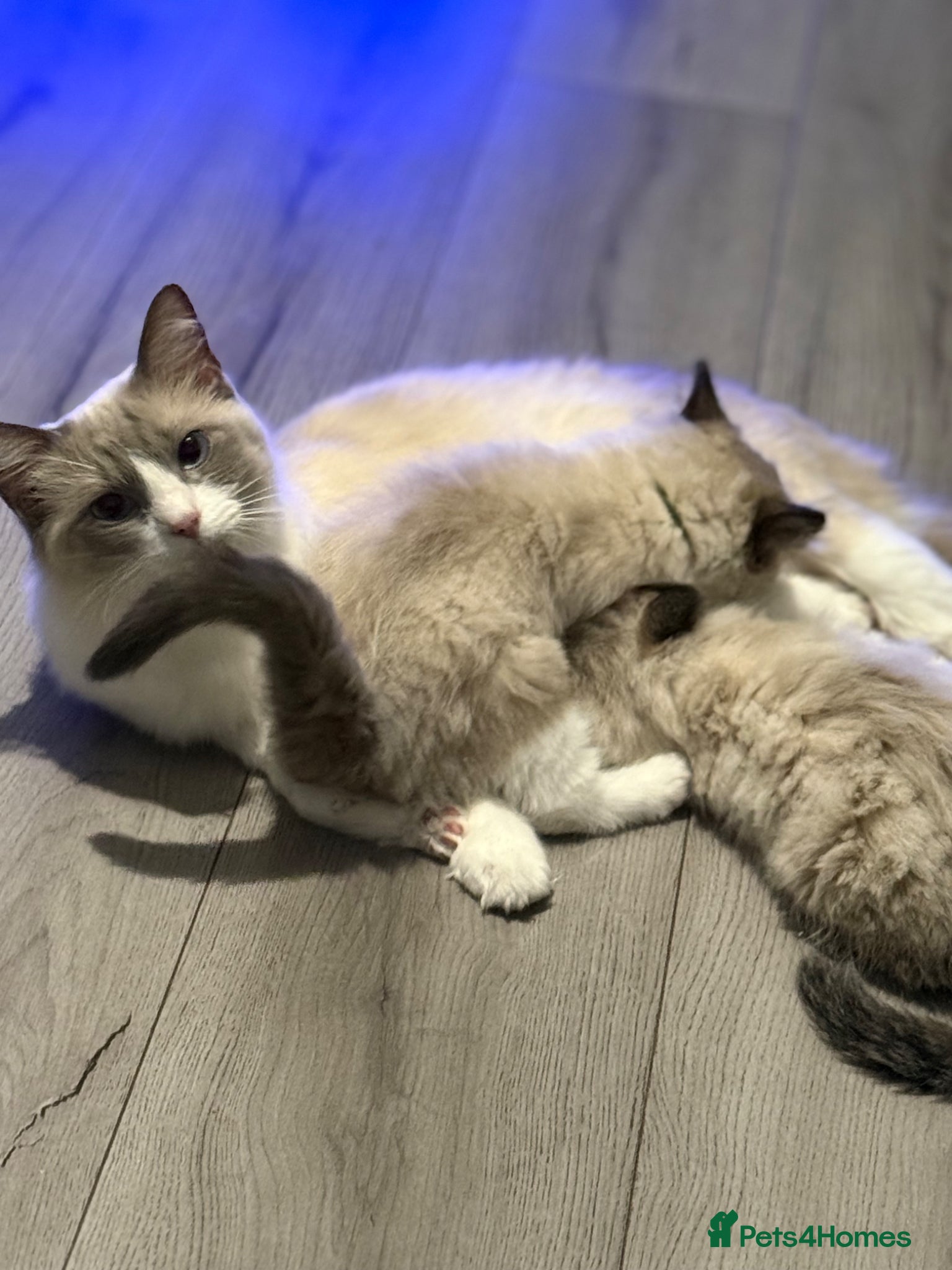 Ragdoll cats Ragdoll - Advert 1