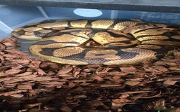 Snake reptiles for sale: Various royals pythons - Image 6