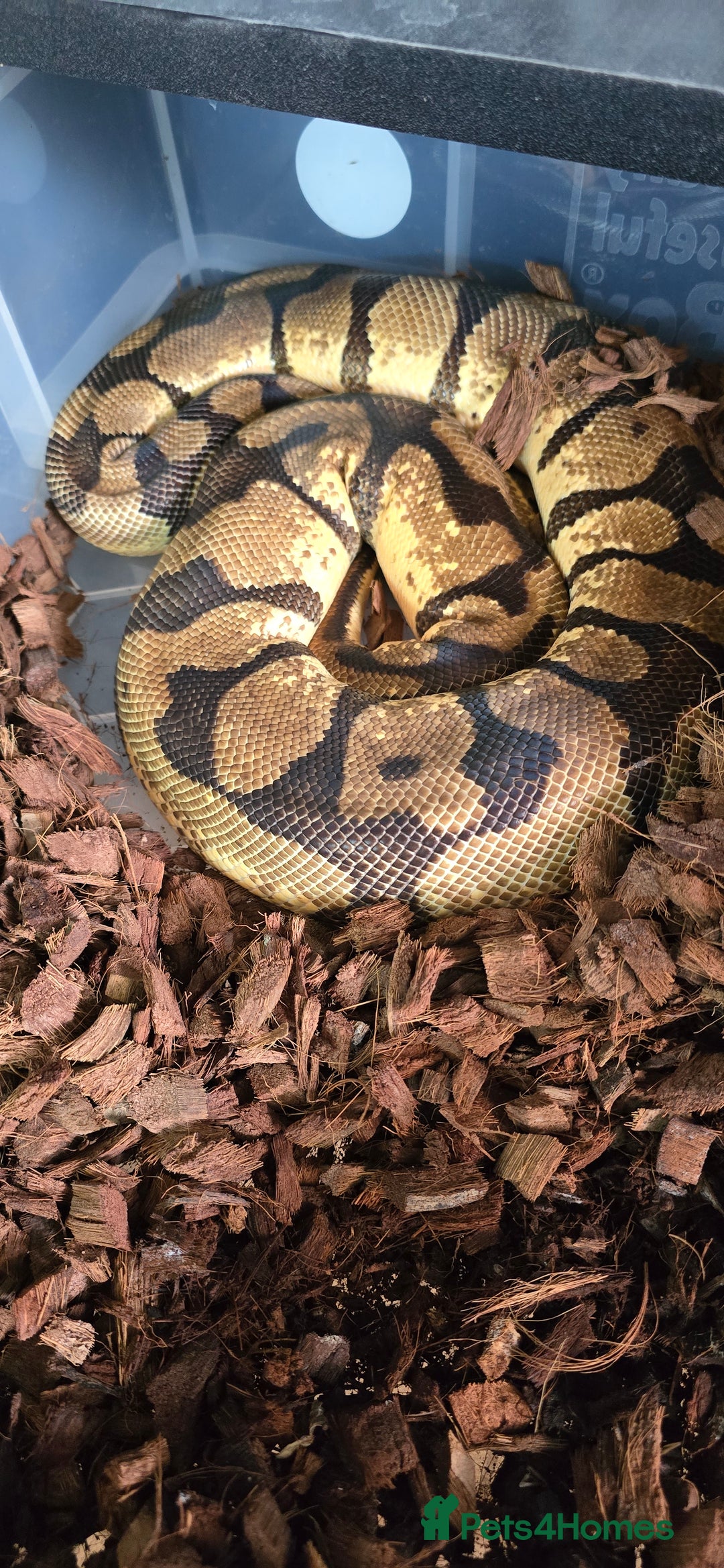 Snake reptiles for sale: Various royals pythons - Image 6