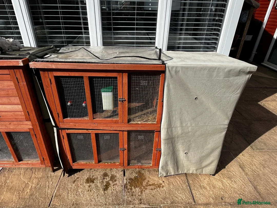 Mixed Breed rabbits for sale: Female rabbit for sale with hutch and accessories  in Liverpool - Advert 11