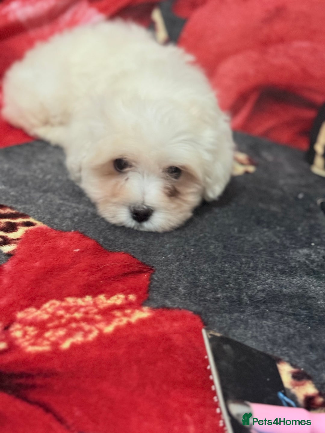 Havanese dogs for sale: Bichon havanesee puppies  - Image 6