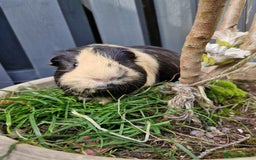 Guinea Pig rodents for sale: Handsome shelte male  - Image 3