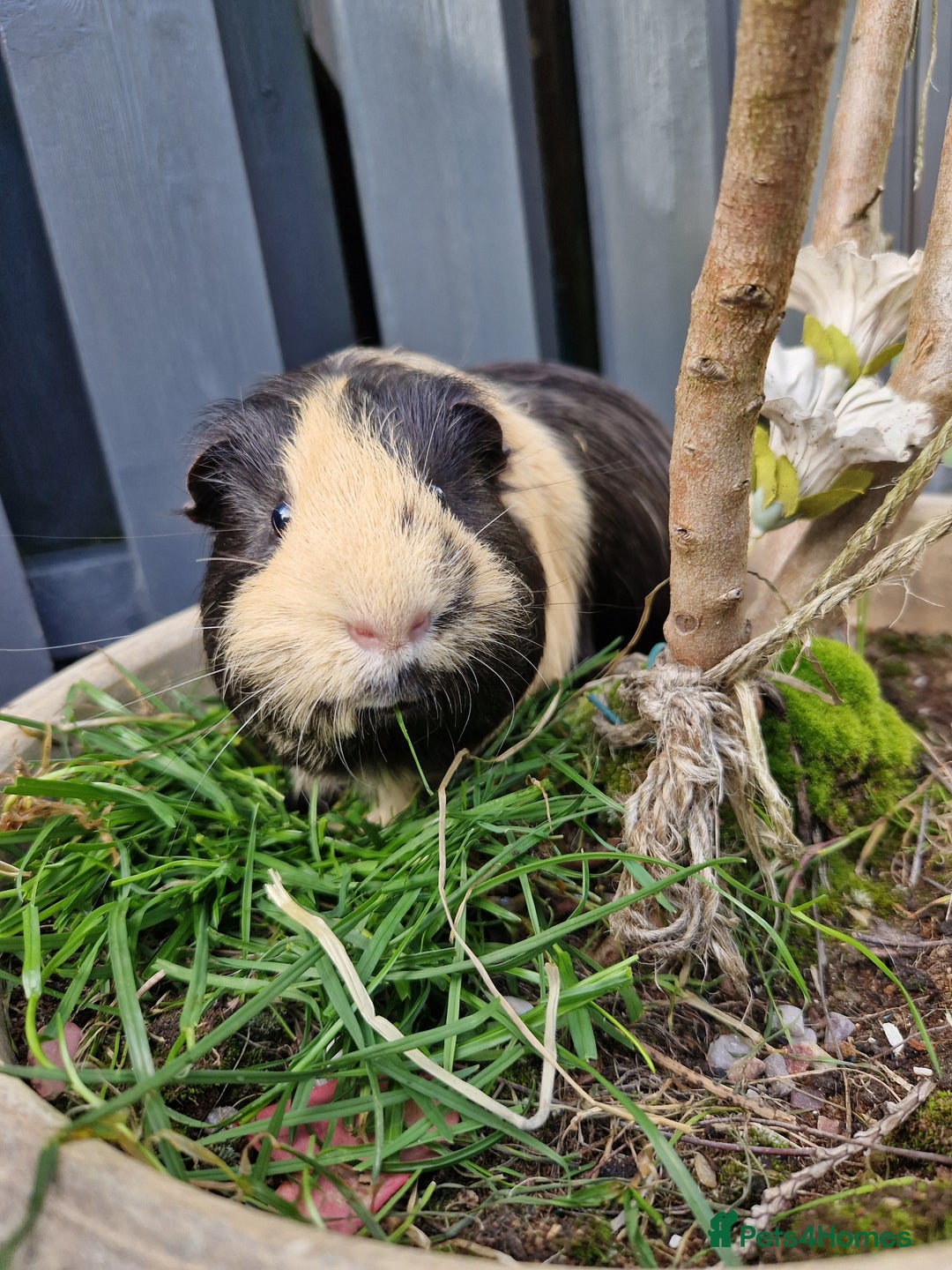 Guinea Pig rodents for sale: Handsome shelte male  - Image 3