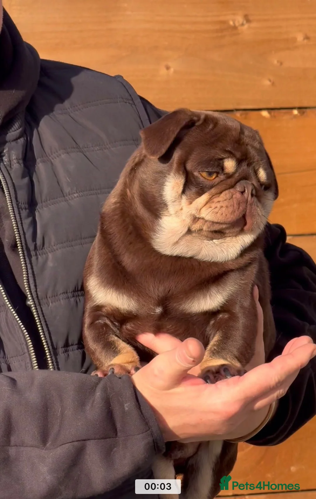 Pug dogs for stud: Pug stud!!  - Advert 1