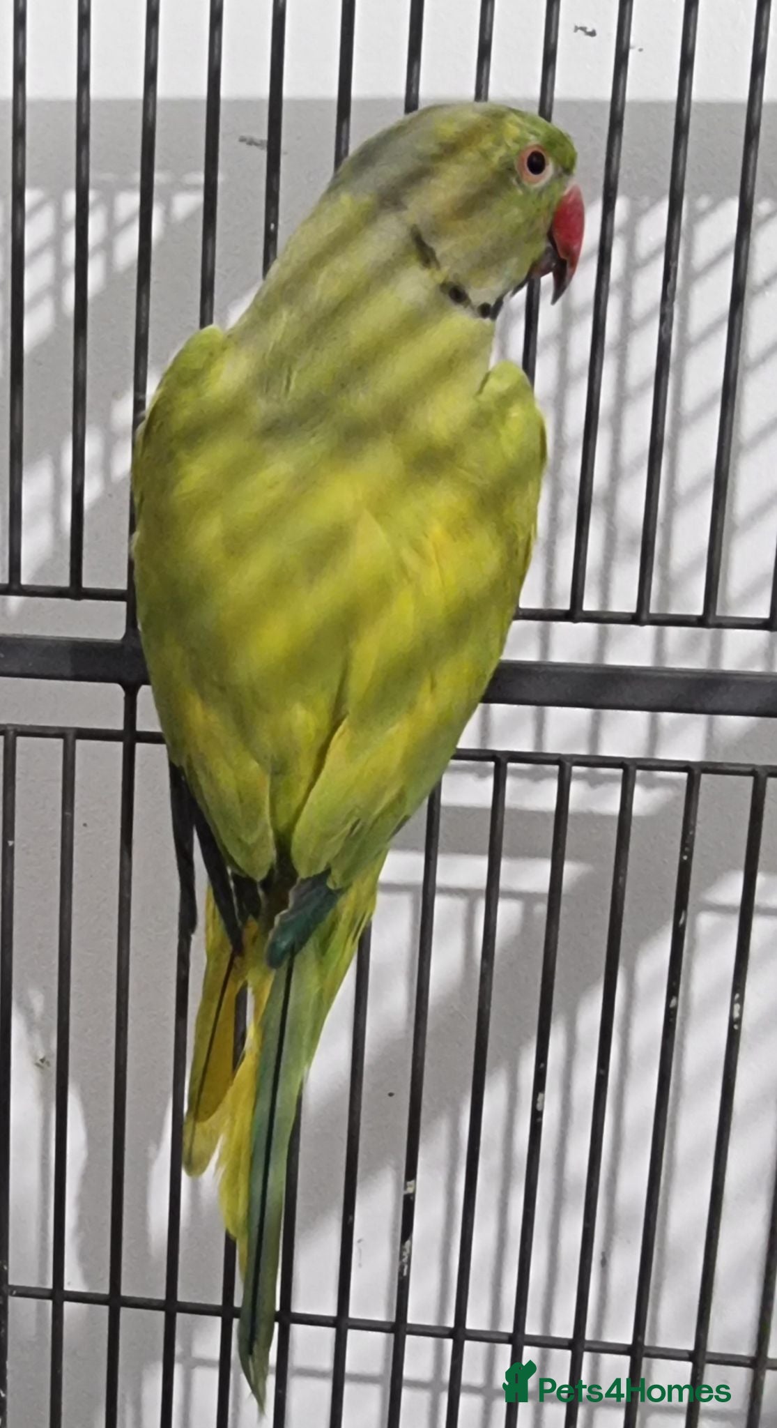Ringnecks birds Beautiful male ringneck talking parrot  - Advert 1