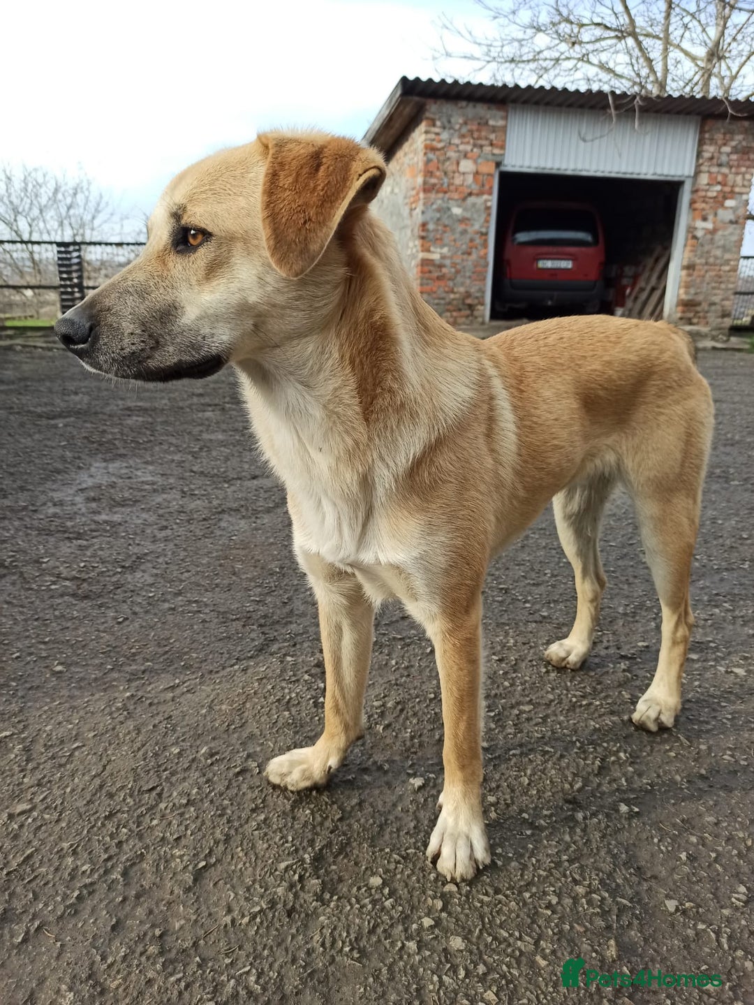 Mixed Breed dogs for adoption: 💙🐶 DAN 🐶💙 - Image 19