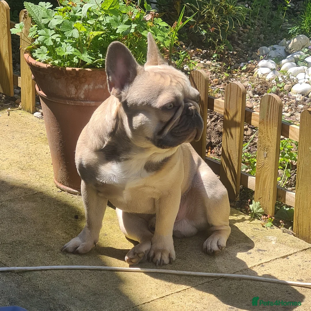 French Bulldog dogs for stud: Handsome Harley -Frenchie - Advert 6