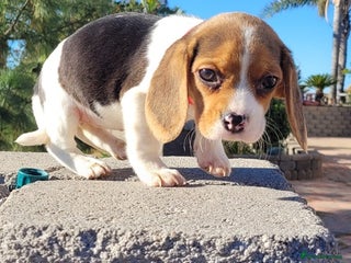 Beagle dogs Stunning Beagle - Advert 13