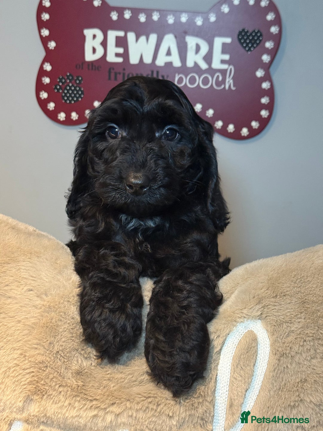 Cockapoo dogs for sale: F1B Cockapoo’s fully vaccinated  - Advert 4