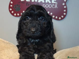 Cockapoo dogs F1B Cockapoo’s fully vaccinated - Advert 3