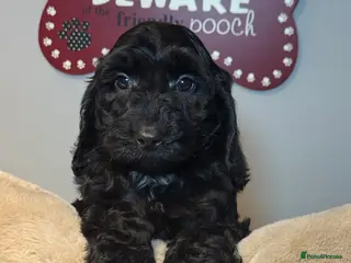 Cockapoo dogs F1B Cockapoo’s fully vaccinated - Advert 8