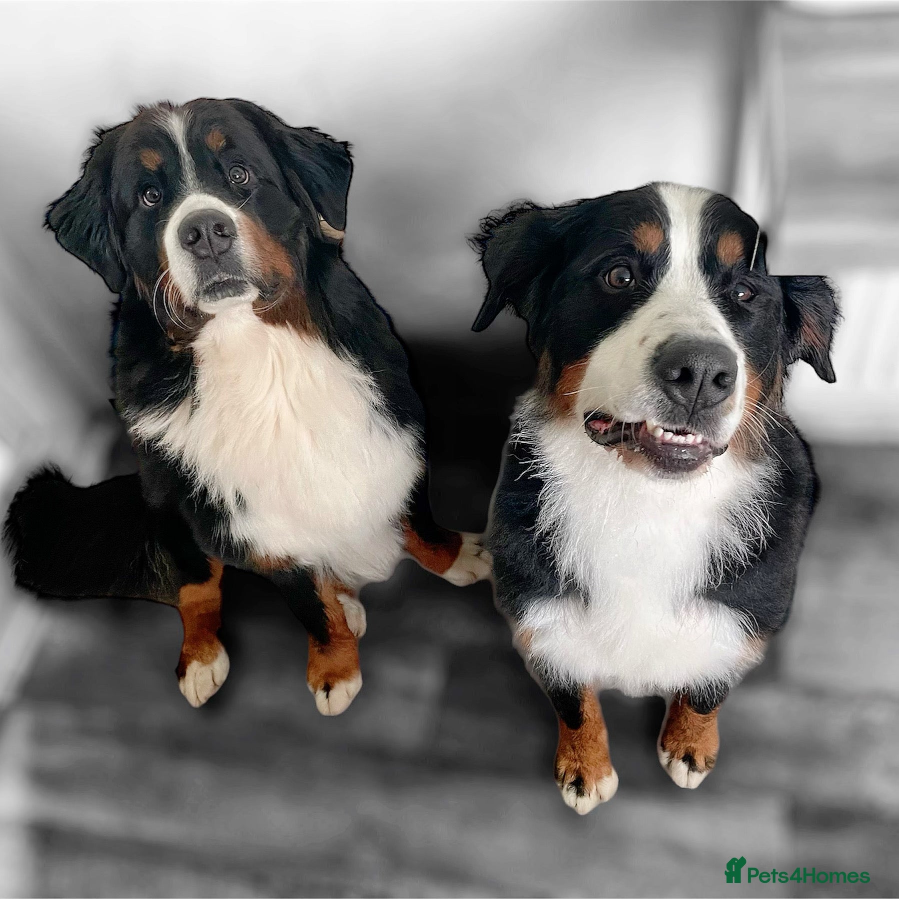 Bernese Mountain Dog dogs Family pets looking for forever home  - Advert 1