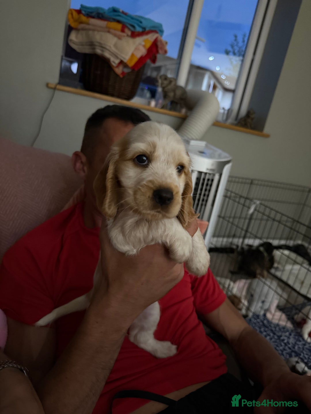 Cocker Spaniel dogs for sale: KC REG Showtype Cocker Spaniel LAST PUP ready 3/8 - Image 37