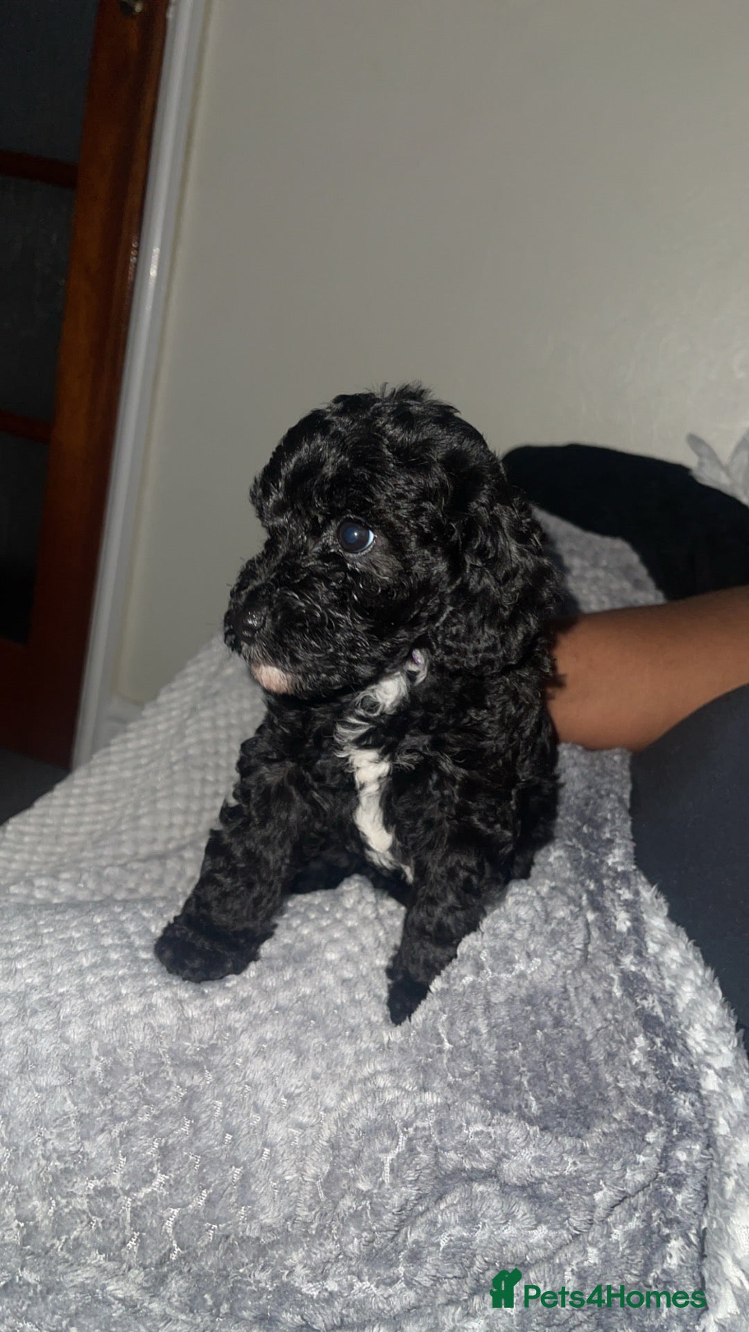 Mixed Breed dogs 3 remaining puppies ready to leave in 2 weeks  - Advert 2