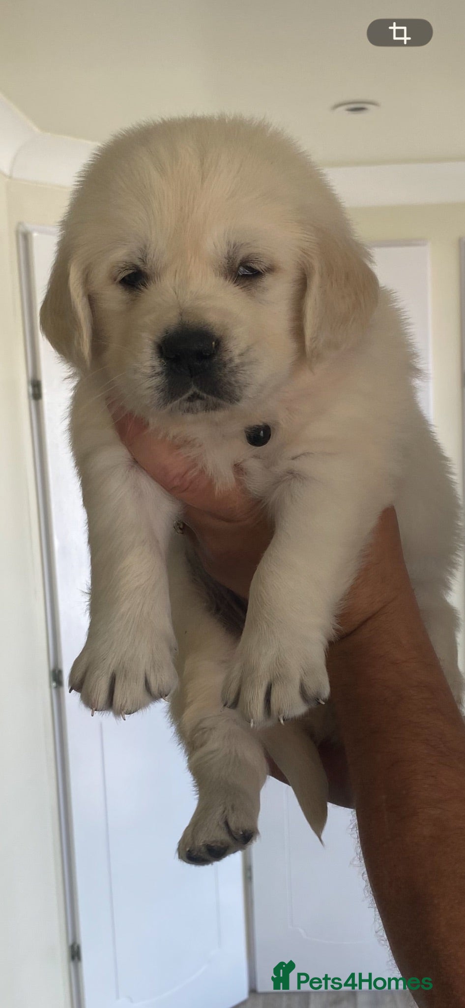 Golden Retriever dogs KC-DNA Chunky fluffy goldies.  - Advert 2