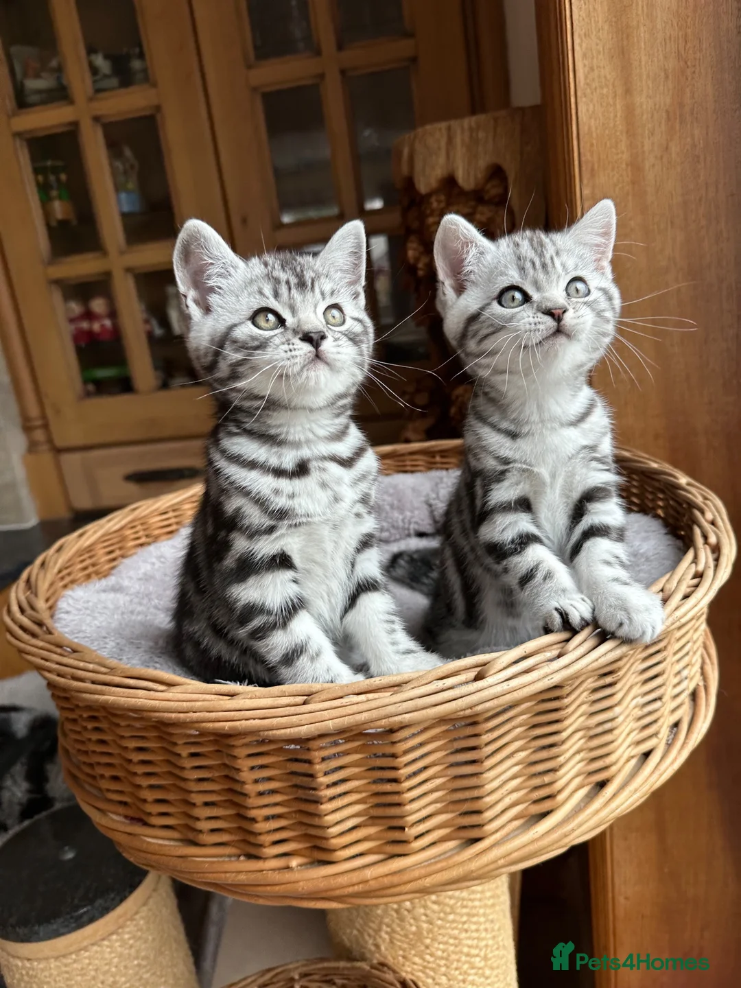 British Shorthair cats for sale: Pedigree British Shorthair Silver Tabby kittens - Advert 2