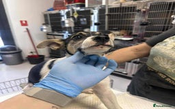 Mixed Breed dogs for adoption: 🍶Milkshake🍶 needs a home!  - Image 7