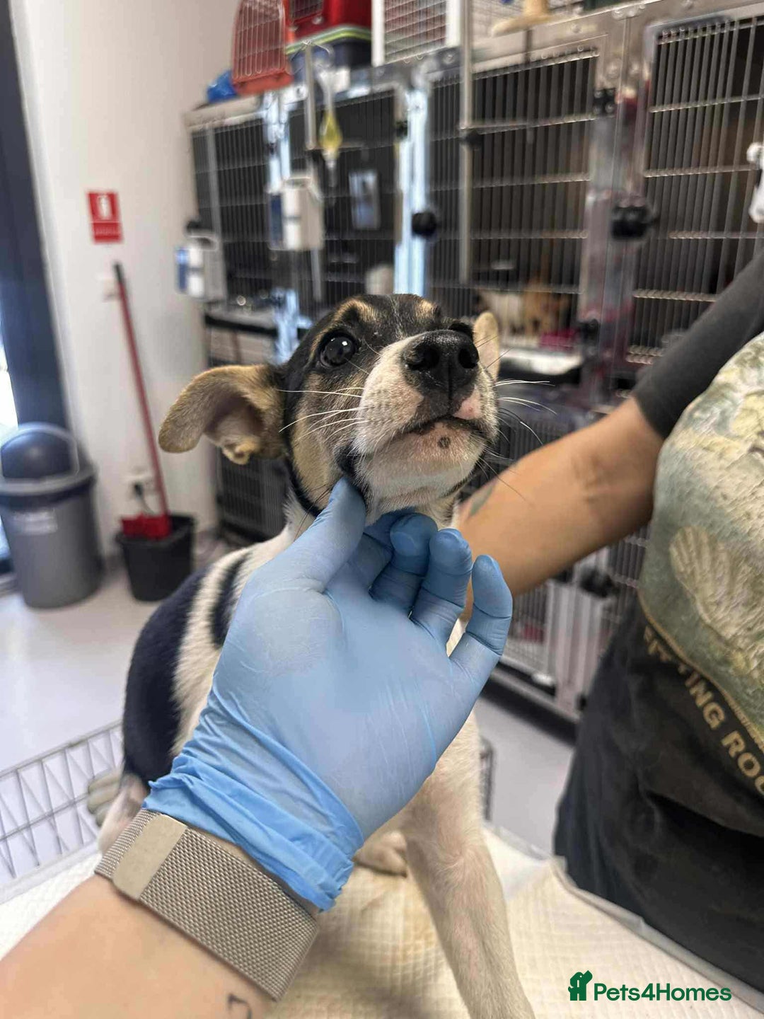 Mixed Breed dogs for adoption: 🍶Milkshake🍶 needs a home!  - Image 7