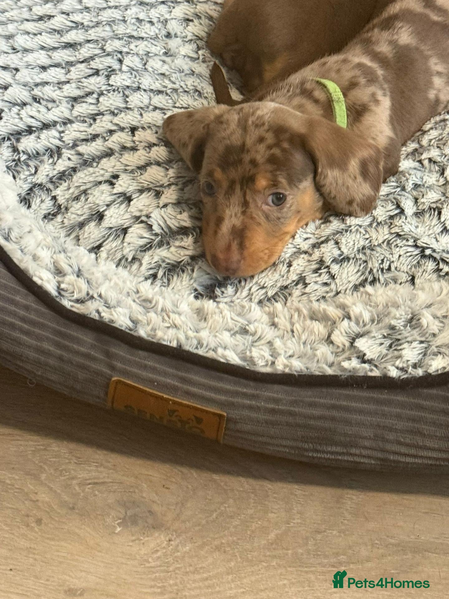Miniature Dachshund dogs Gorgeous Litter of Miniature Dachshund Puppiies - Advert 15