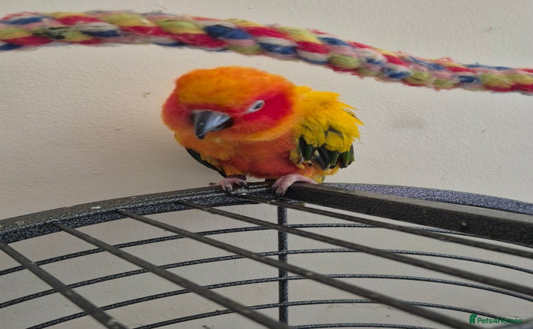 Conures birds - Advert 2