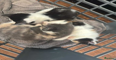 Mixed Breed cats - Advert 8