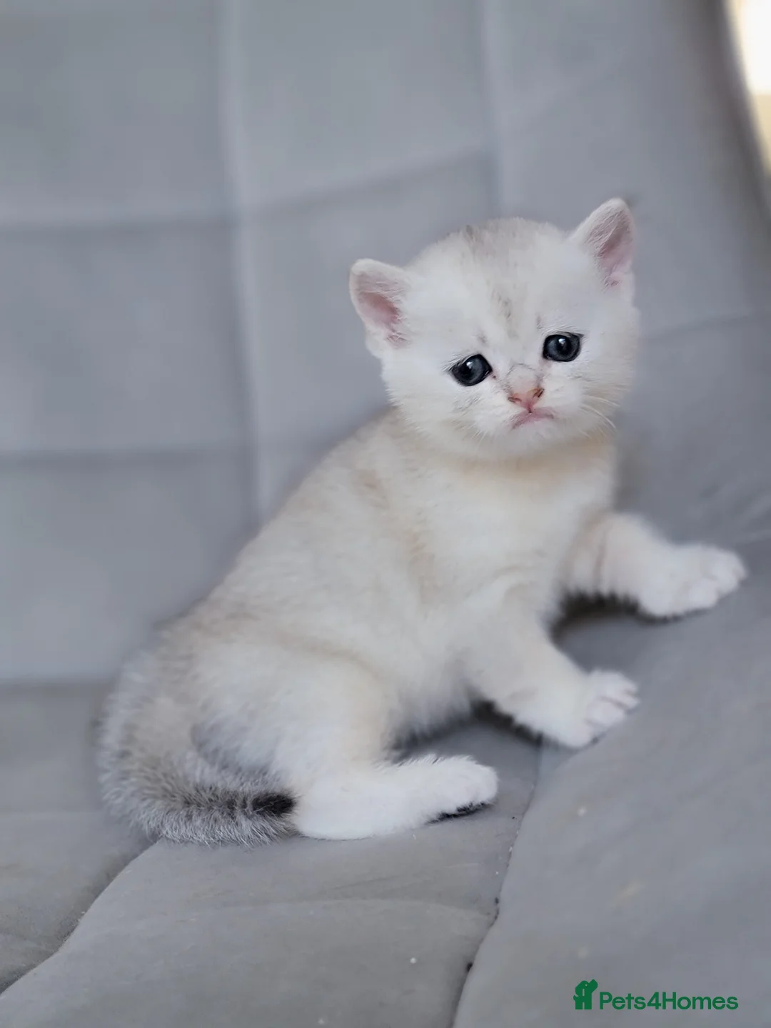Scottish Fold cats for sale: Beautiful and healthy Scottish fold kittens - Advert 2
