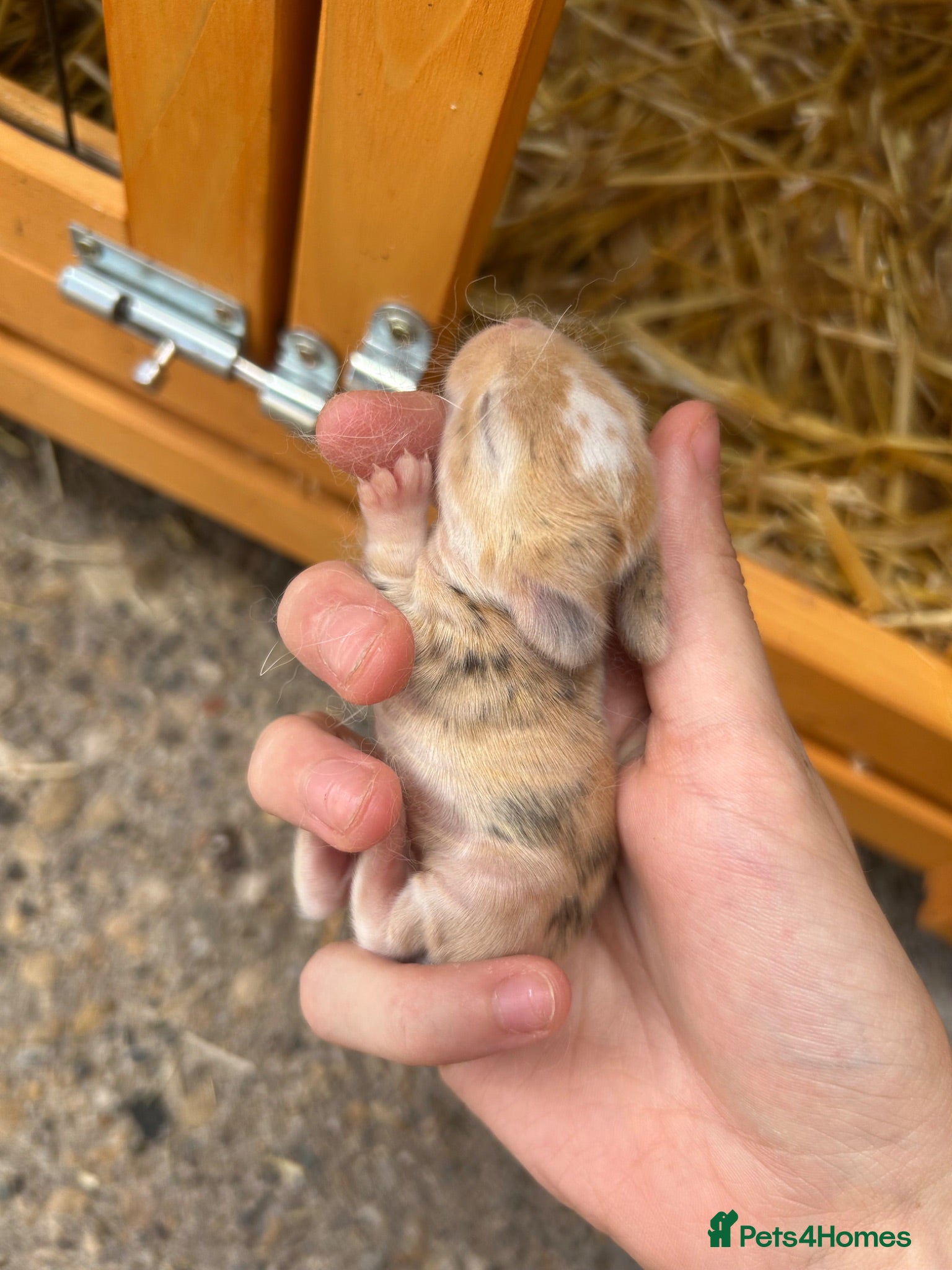 Mixed Breed rabbits Netherland dwarf babies  - Advert 3
