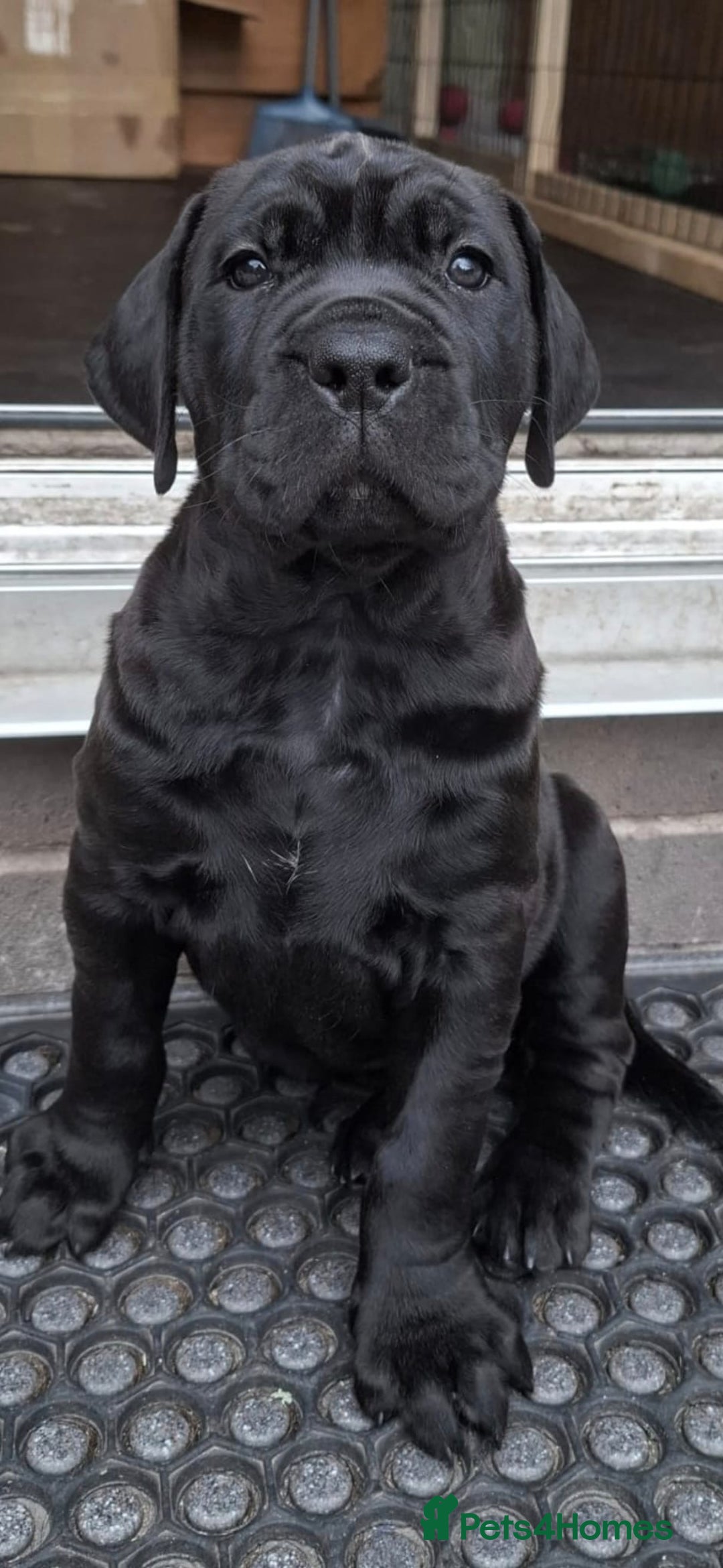 Mixed Breed dogs for sale: 3 beautiful boys for sale  - Image 28